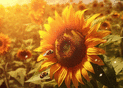 Tournesol lumineux et &eacute;clat d'&eacute;t&eacute; chaleureux